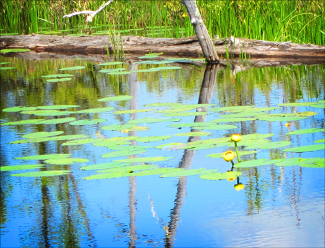 Yellow Pond Lily at the Paul Smiths VIC